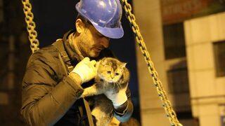 Ağır hasarlı Galeria'da kediler mahsur kalmıştı! Yıkım durduruldu, 4. kattaki Zena kurtarıldı