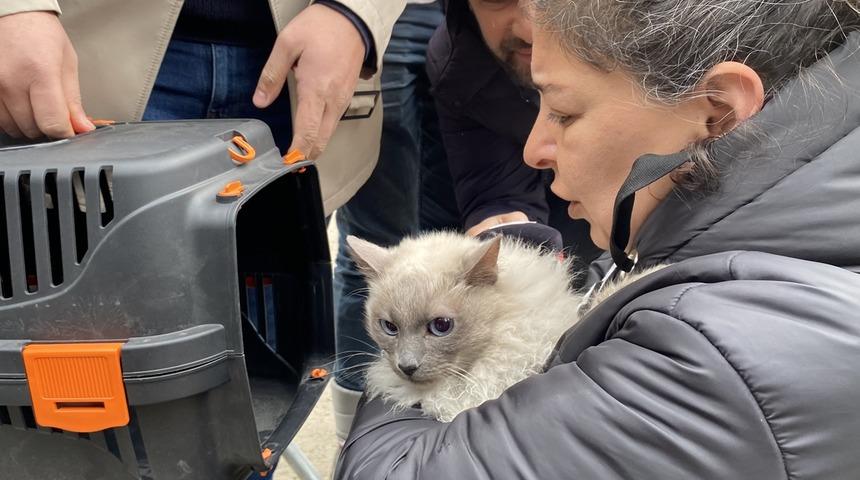 Yıkımı durdurulan Galeria Sitesi'ndeki kedilerden biri daha kurtarıldı