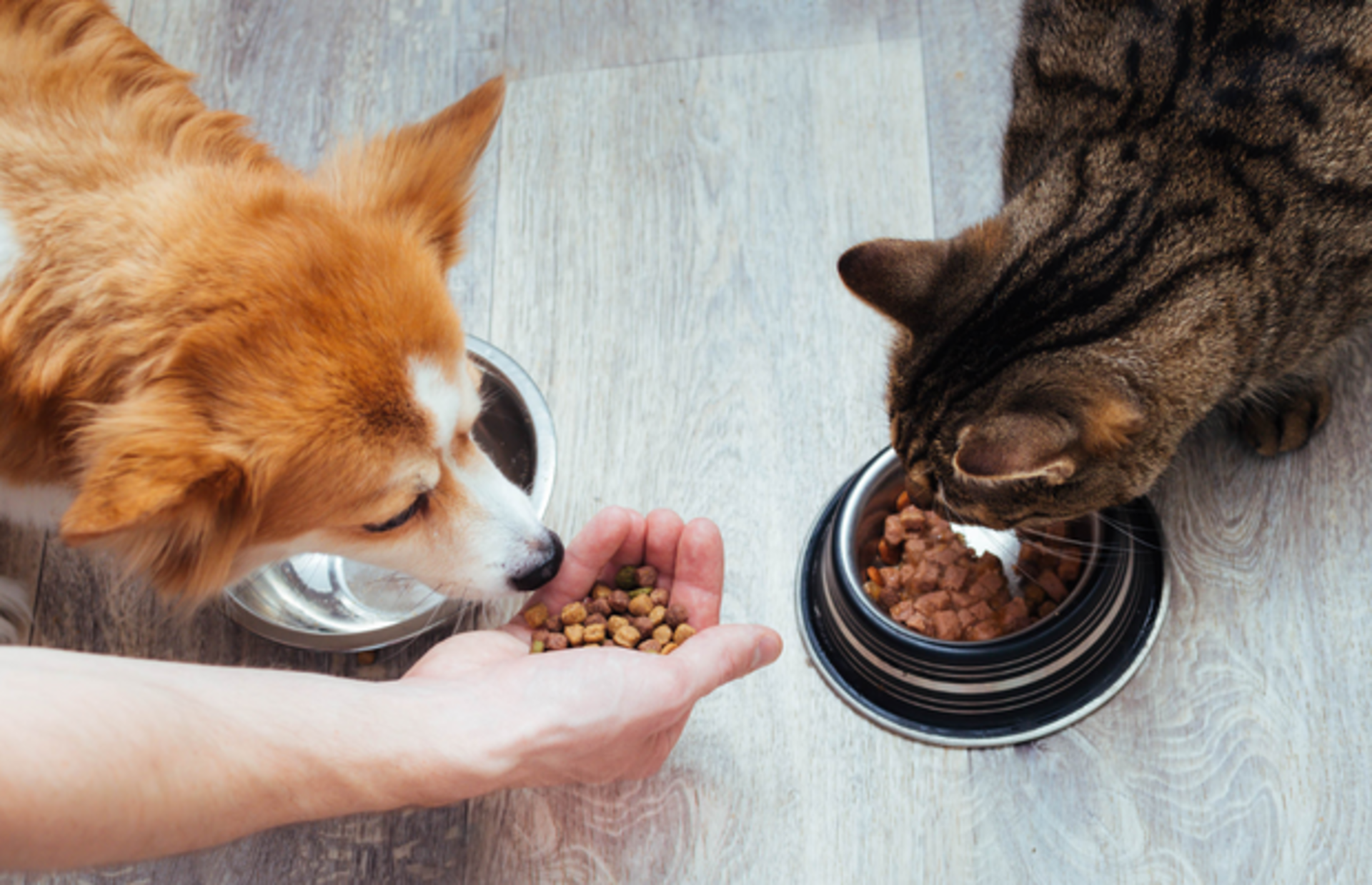 Aman dikkat, aç bırakmayın! Patili dostlarımızı günde kaç defa beslemeliyiz? Acıktıklarını nasıl anlarız?