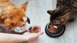 Aman dikkat, aç bırakmayın! Patili dostlarımızı günde kaç defa beslemeliyiz? Acıktıklarını nasıl anlarız?