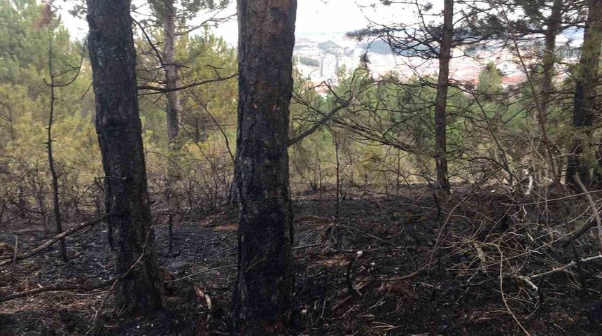 Kastamonu'da orman yangını! Yüzlerce ağaç küle döndü