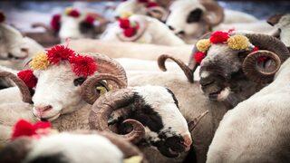 Kurban Bayramı ne  zaman, hangi ayda? Kurban Bayramı tatili kaç gün olacak?