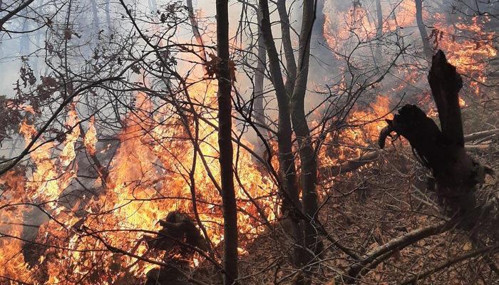 Manisa'da orman yangını! 5 dönüm alan zarar gördü