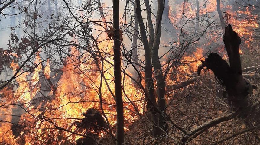 Manisa Turgutlu'da orman yangını! 5 dönüm alan zarar gördü