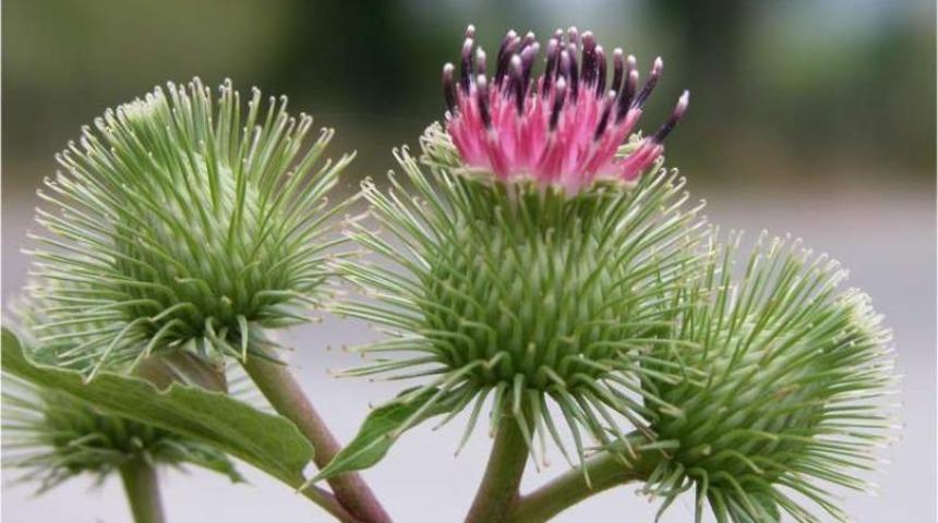 Dulavrat otu faydaları neledir? Gençliğin sırrı onda!