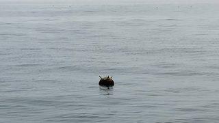 Kastamonu açıklarında tespit edilen mayın imha edildi