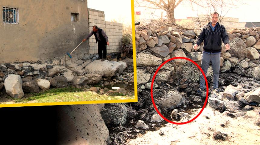 Bir ilde vatandaşları tedirgin eden görüntü! Adeta istila ettiler... "Evimize kadar giriyorlar, çocuklarımız korkuyor"