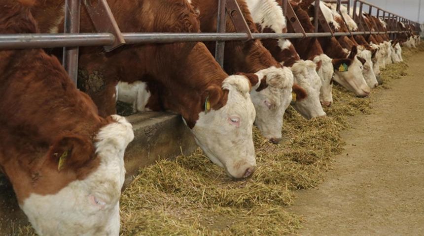 Yozgat'ta şap hastalığı alarmı: Canlı hayvan pazarları kapatıldı!