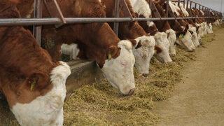 Yozgat'ta şap hastalığı alarmı: Canlı hayvan pazarları kapatıldı!