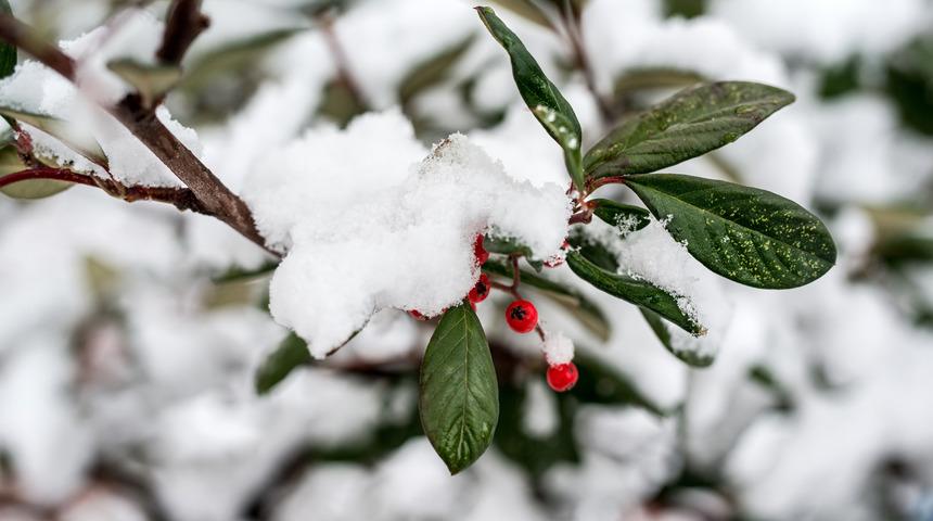 -40 derecede bile yapraklarını d&ouml;kmeyen bu bitki tam bir şifa deposu