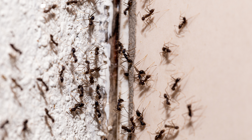 Evdeki karıncaların k&ouml;k&uuml;n&uuml; kurutuyor! Karıncaları uzak tutmak i&ccedil;in...