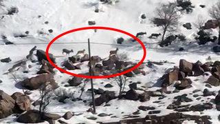 Yer: Hakkari... Sürü halinde görüntülendiler! Lütfen kimse zarar vermesin