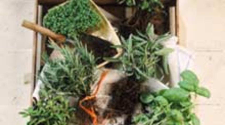 Şok Diyete Karşı 'Beşi Bir Yerde'