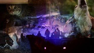 Herkes bu soruları merak ediyordu! Hayvanlar depremleri önceden hisseder mi? Nasıl tepki verirler?