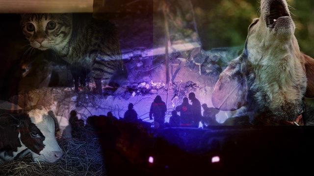 Herkes bu soruları merak ediyordu! Hayvanlar depremleri önceden hisseder mi? Nasıl tepki verirler?