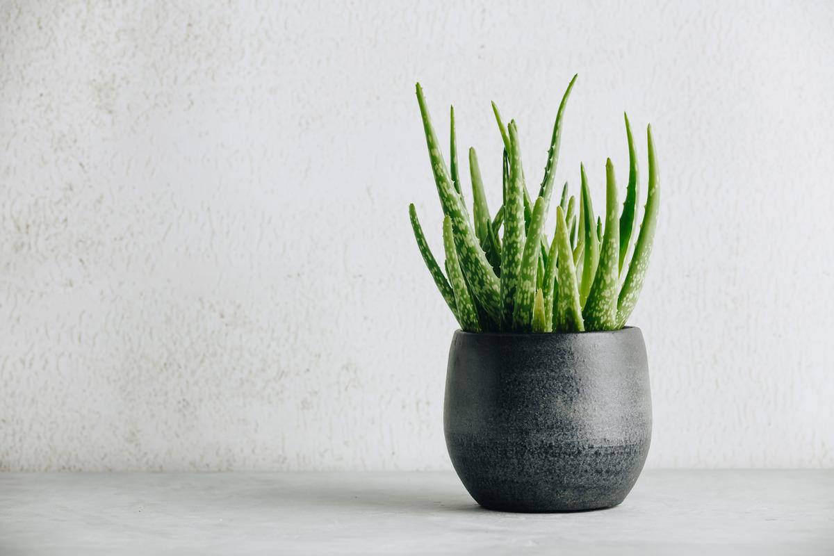 rare agave Buy Agave Victoria Reginae Variegated Online in India