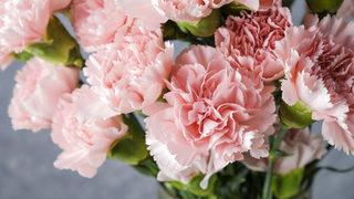 Karanfil çiçeği kaç günde bir sulanır, suyu sever mi? Karanfil nasıl ortam sever, nasıl canlandırılır?