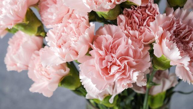 Karanfil çiçeği kaç günde bir sulanır, suyu sever mi? Karanfil nasıl ortam sever, nasıl canlandırılır?