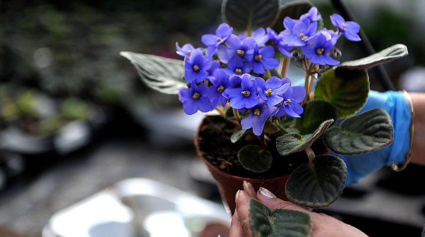 Menekşe ka&ccedil; g&uuml;nde bir sulanır, nasıl sulanır? Menekşe ka&ccedil; g&uuml;nde yavru verir, solan menekşe nasıl canlandırılır?