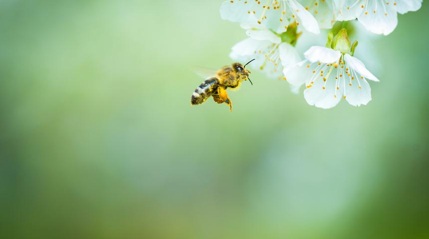 Tozlaşma nedir, tozlaşma &ccedil;eşitleri nelerdir? Bitkilerde tozlaşmaya etki eden fakt&ouml;rler nelerdir, tozlaşma neden risk altında?