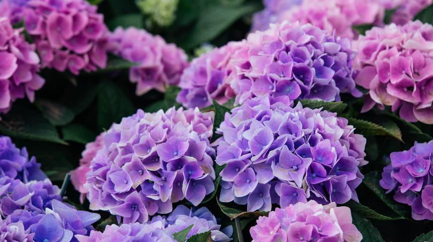 Ortanca ka&ccedil; g&uuml;nde bir sulanır, nasıl sulanır? Ortanca &ccedil;ok su ister mi, kuruyunca ne yapılır?