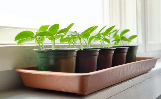 Bahçeniz olmasa bile saksıda domates, salatalık gibi sebzeler yetiştirin! Saksıda sebze yetiştirmenin püf noktaları