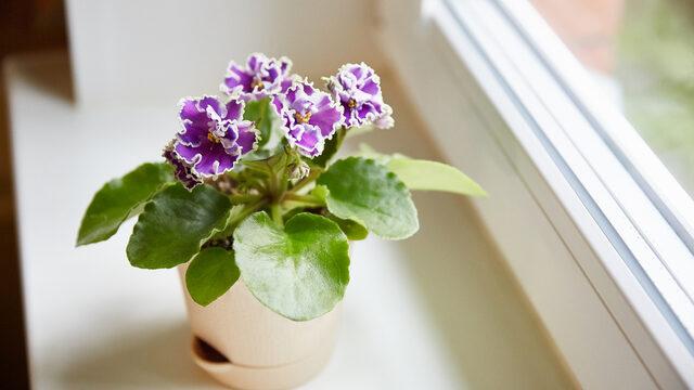 Menekşe ne zaman çiçek açar, çiçek açması için ne yapılır? Menekşe hangi ayda çiçek açar, solan menekşe nasıl canlandırılır?