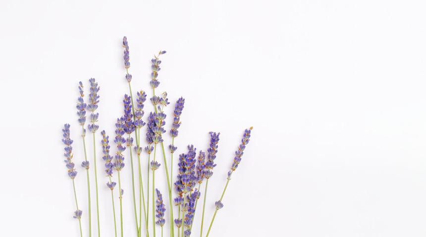 Lavanta ne zaman &ccedil;i&ccedil;ek a&ccedil;ar, ka&ccedil; g&uuml;nde bir sulanır? Lavanta hangi aylarda &ccedil;i&ccedil;ek a&ccedil;ar, &ccedil;i&ccedil;ek a&ccedil;ması i&ccedil;in ne yapılır?