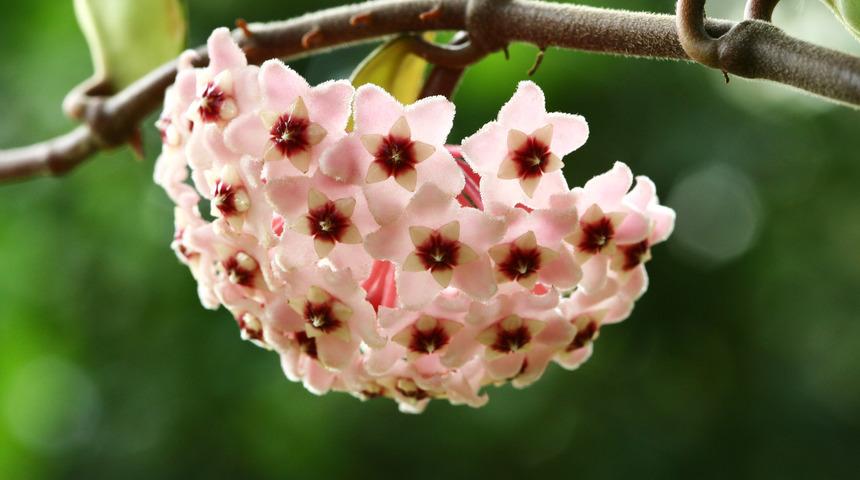 Mum &ccedil;i&ccedil;eği ne zaman &ccedil;i&ccedil;ek a&ccedil;ar, balkonda yetişir mi? Mum &ccedil;i&ccedil;eği ka&ccedil; senede &ccedil;i&ccedil;ek a&ccedil;ar, bakımı nasıl yapılır?