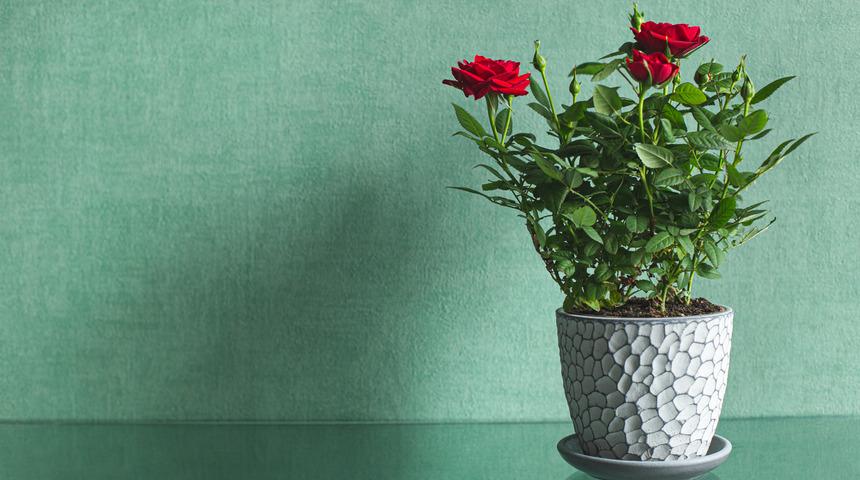 G&uuml;l ka&ccedil; g&uuml;nde bir sulanır, suyu sever mi? Saksıda g&uuml;l bakımı ve sulama hakkında bilgiler nelerdir?