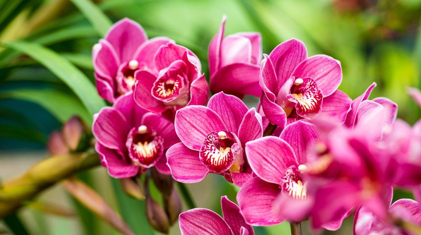 Orkide ka&ccedil; g&uuml;nde bir sulanır, nasıl coşturulur? Orkide nasıl ortam sever, &ccedil;i&ccedil;ekleri d&ouml;k&uuml;l&uuml;nce ne yapılır?