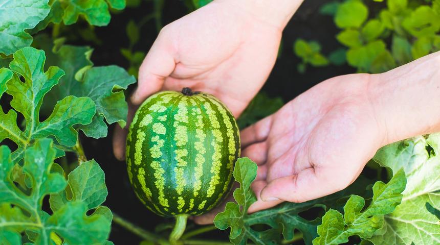 Karpuz ka&ccedil; g&uuml;nde bir sulanır, suyu sever mi? Karpuz ka&ccedil; g&uuml;nde olgunlaşır, verimi nasıl artırılır?