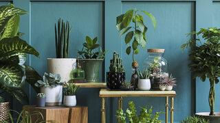 Çiçeklerde sineklenme neden olur? Çiçeklerde sineklenme nasıl giderilir, sinenklenen çiçek toprağına ne yapılır?