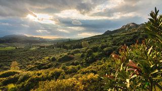 Ülkemizde yetişen şifalı bitkiler nelerdir? Türkiye'deki şifalı bitkilerin özellikleri ve faydaları nedir?