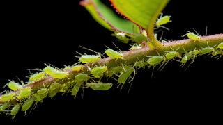 Bitlenen çiçekler nasıl temizlenir, çiçek biti neden olur? Yaprak biti nasıl temizlenir, doğal yaprak biti ilaçları nelerdir?