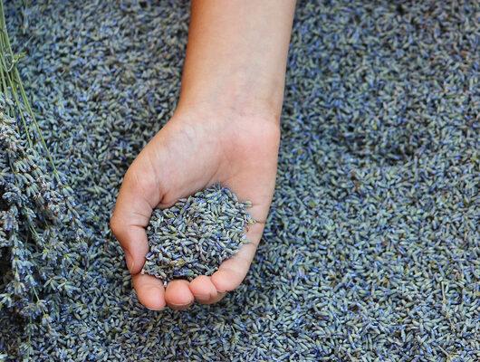 Lavanta tohumu kaç günde çimlenir?