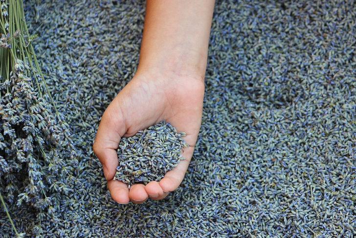 Lavanta tohumu çimlendirme nasıl yapılır, lavanta tohumu toprağa nasıl ekilir? Lavanta tohumu kaç günde çimlenir?