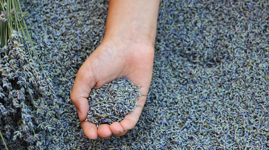 Lavanta tohumu &ccedil;imlendirme nasıl yapılır, lavanta tohumu toprağa nasıl ekilir? Lavanta tohumu ka&ccedil; g&uuml;nde &ccedil;imlenir?