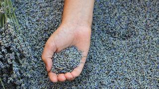 Lavanta tohumu çimlendirme nasıl yapılır, lavanta tohumu toprağa nasıl ekilir? Lavanta tohumu kaç günde çimlenir?