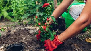Gül tohumu çimlendirme nasıl yapılır? Evde gül tohumu nasıl ekilir?