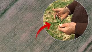 İzmir'deki bu görüntü dehşete düşürdü! 10 günlük süre kaldı: Yağmur yok, çiftçi endişeli! Çimen boyutunda kaldılar…