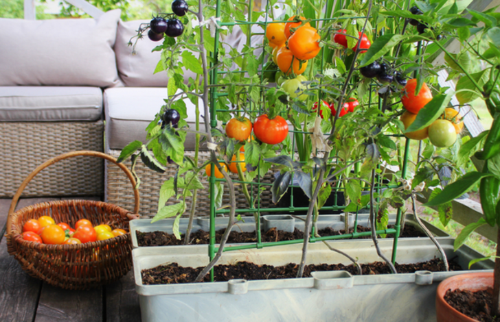 Bahçeniz olmasa bile saksıda domates, salatalık gibi sebzeler yetiştirin! Saksıda sebze yetiştirmenin püf noktaları
