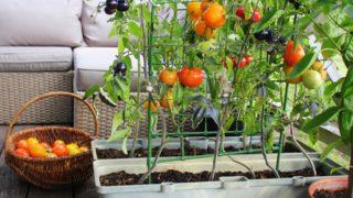 Bahçeniz olmasa bile saksıda domates, salatalık gibi sebzeler yetiştirin! Saksıda sebze yetiştirmenin püf noktaları