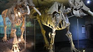 Kahramanmaraş depremi ona zarar vermedi! 3 bin 500 yıllık ‘Maraş Fili’ günler sonra korumaya alındı…