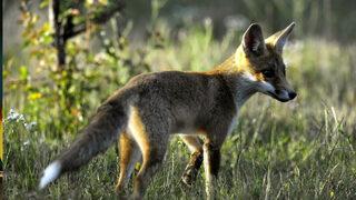 Dünya Hayvan Sağlığı Örgütü duyurdu! Fransa’da kuş gribi tespit edildi