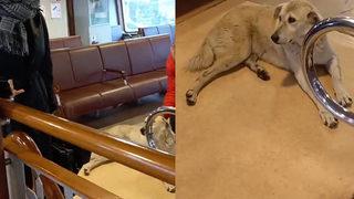 Görüntüler sosyal medyada gündem oldu! Kadıköy-Beşiktaş vapurunda 'köpek' krizi