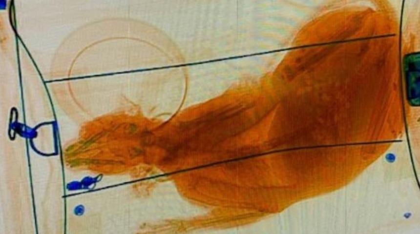 Havalimanında skandal! Kedisini bavulun içine koyup X-Ray cihazından geçirdi... Ortaya çıkan görüntü şoke etti