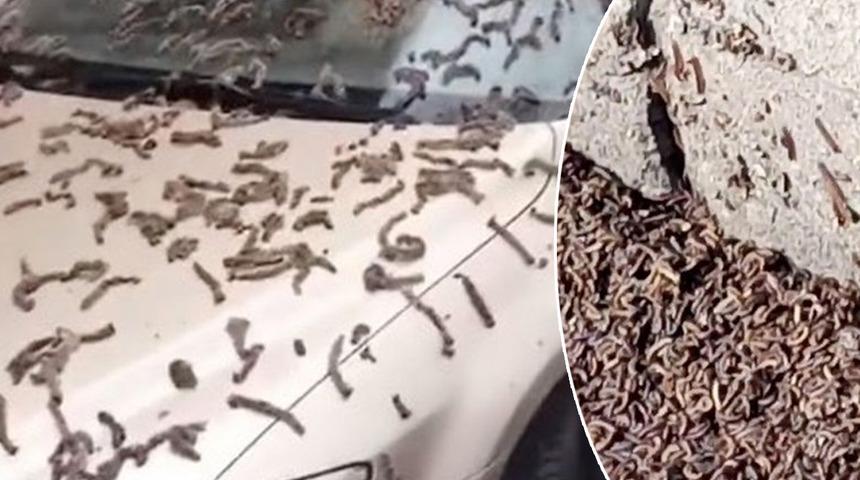 Çin’de gökten resmen solucan yağdı! Çinli yetkililer halkı şemsiye kullanması konusunda uyardı... 