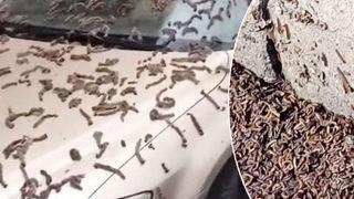 Çin’de gökten resmen solucan yağdı! Çinli yetkililer halkı şemsiye kullanması konusunda uyardı... 