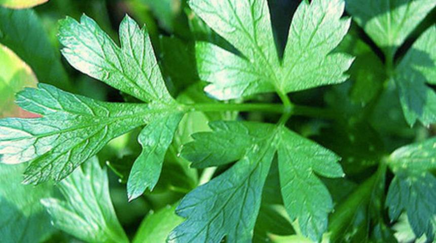 Maydanoz K&uuml;r&uuml;